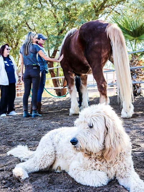 animal therapy at Pinnacle Peak Recovery - Arizona drug rehab